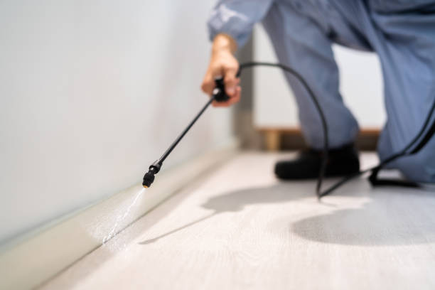 Rodent Entry Point Assessment in Clearwater