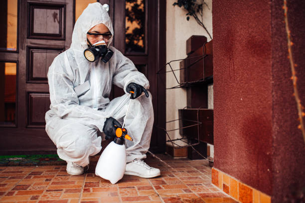 Attic and Crawl Space Rodent Treatment in Clearwater