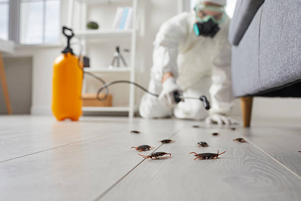 Commercial Rodent Management in Clearwater